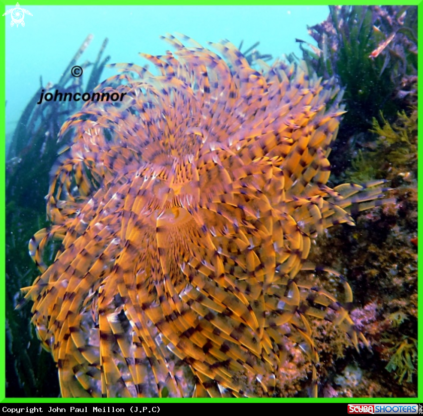 A underwater creature