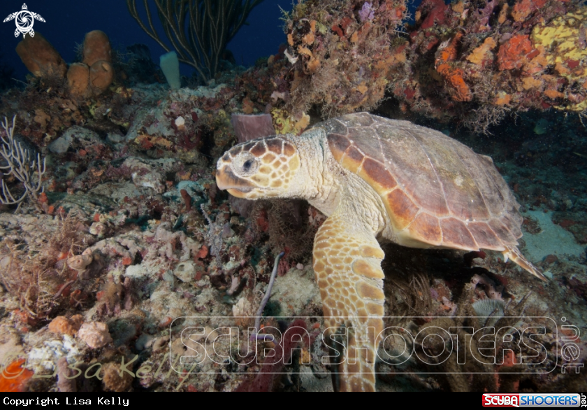 A Loggerhead Turtle