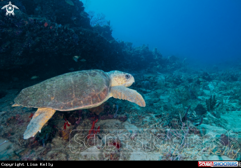 A Loggerhead Turtle