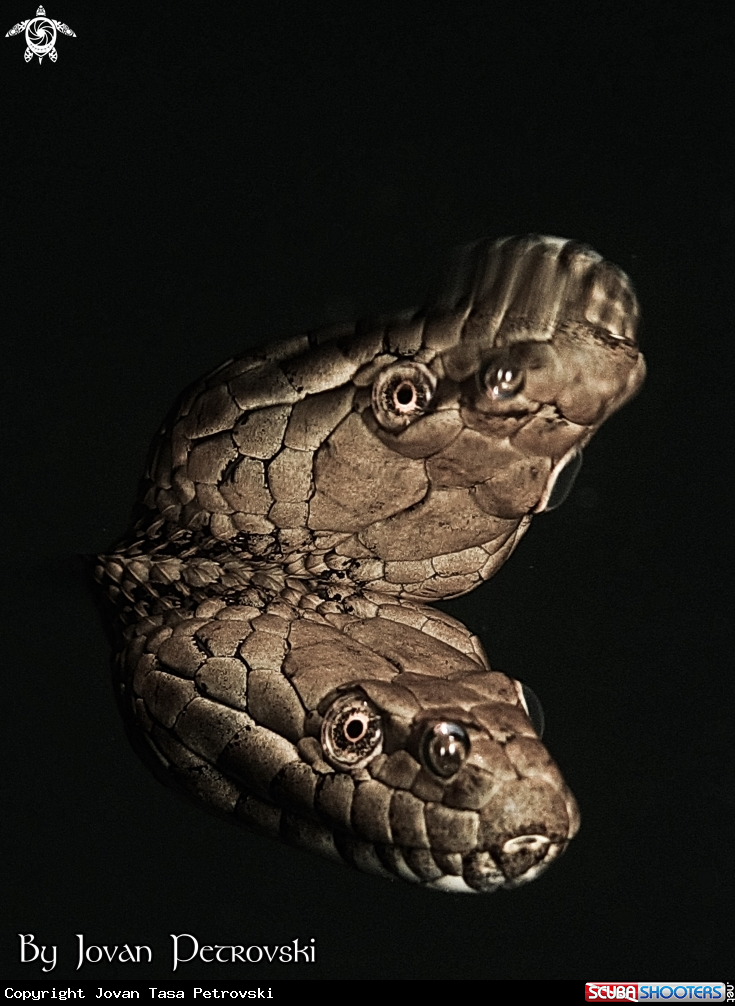 A Vodena zmija Ribarica / Water snake - Dice snake.