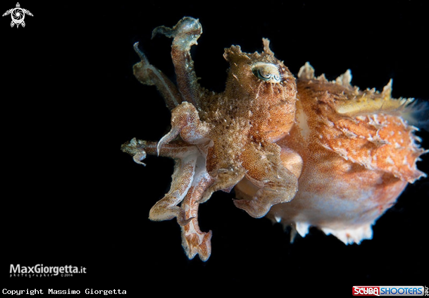 A cuttlefish