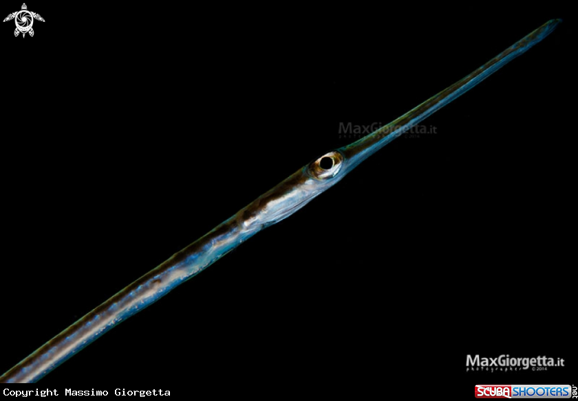 A Fistularia commersonii
