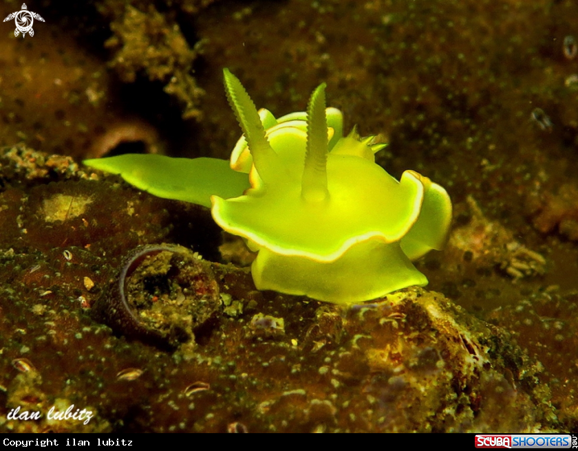 A nudibranch