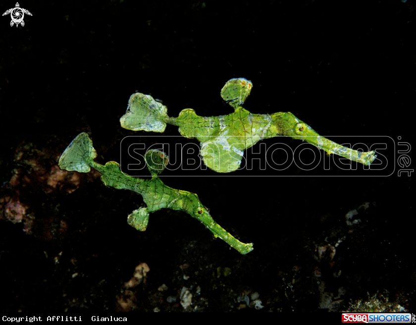 A Halimeda Ghost Pipefish