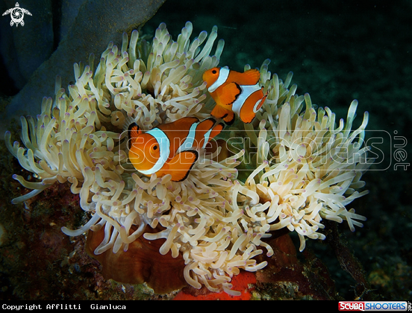 A clown fish