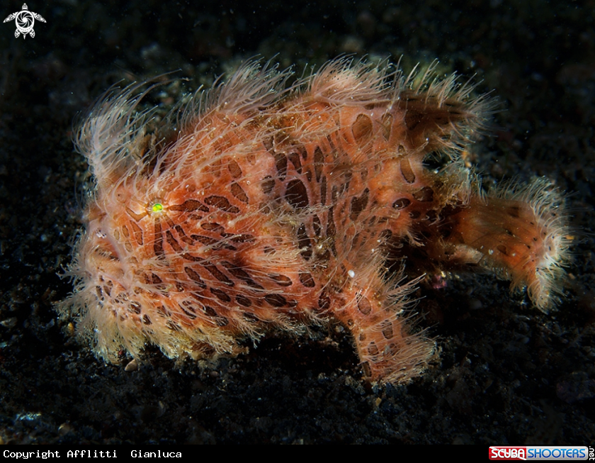 A hairy frogfish