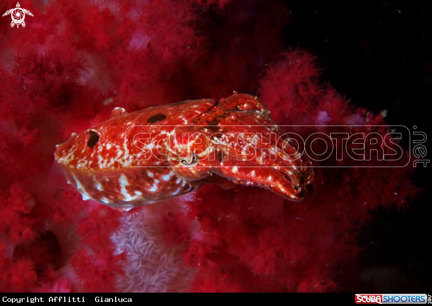 A red sqid