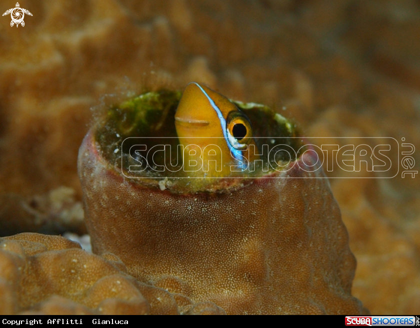 A goby