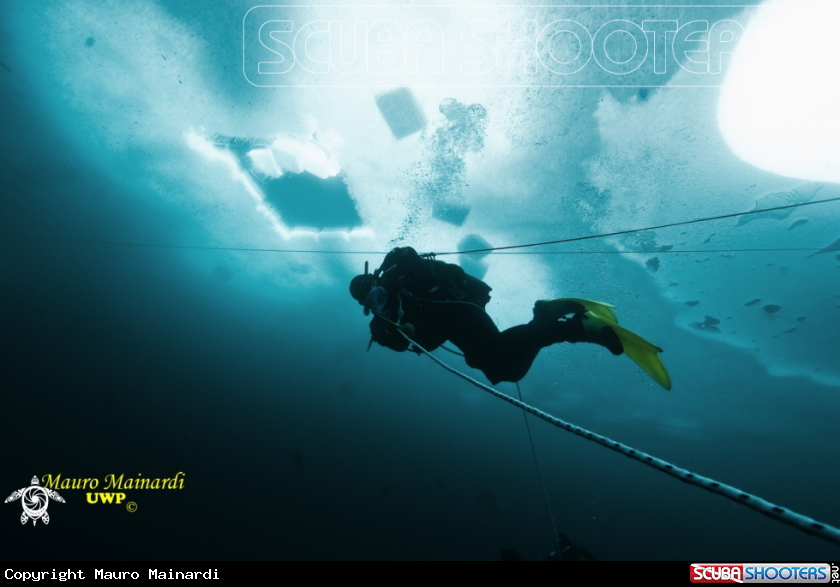 A underwater creature