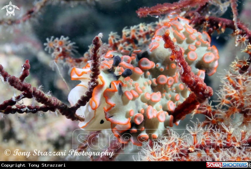 A Ornate Dermatobranchus
