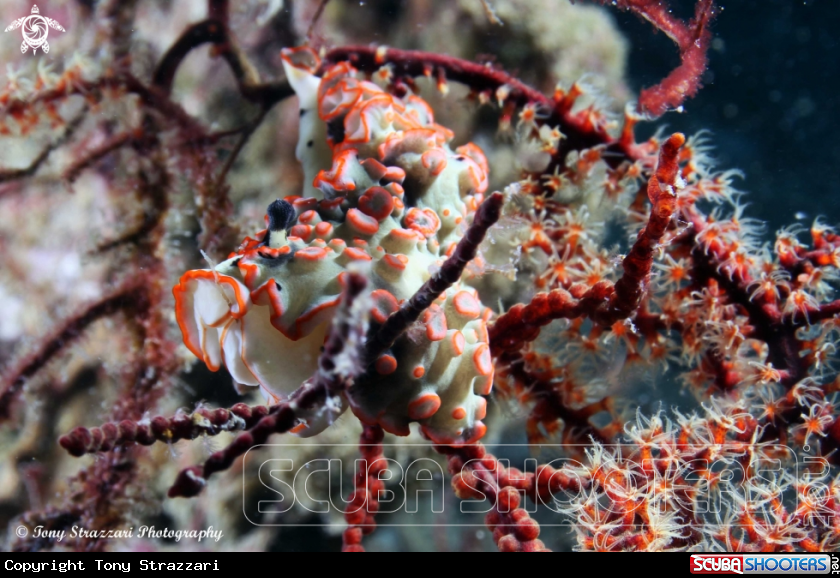 A Ornate Dermatobranchus