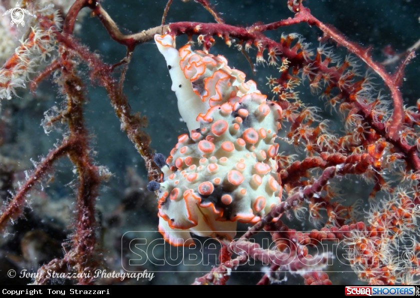 A Ornate Dermatobranchus