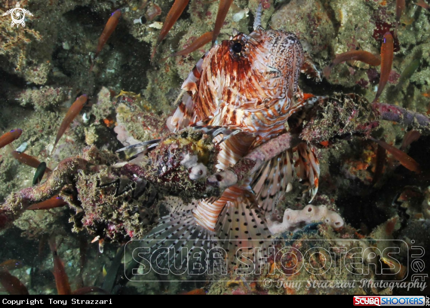 A Lionfish