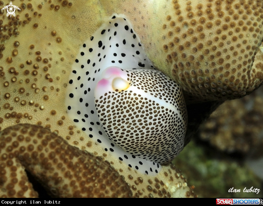A allied cowrie