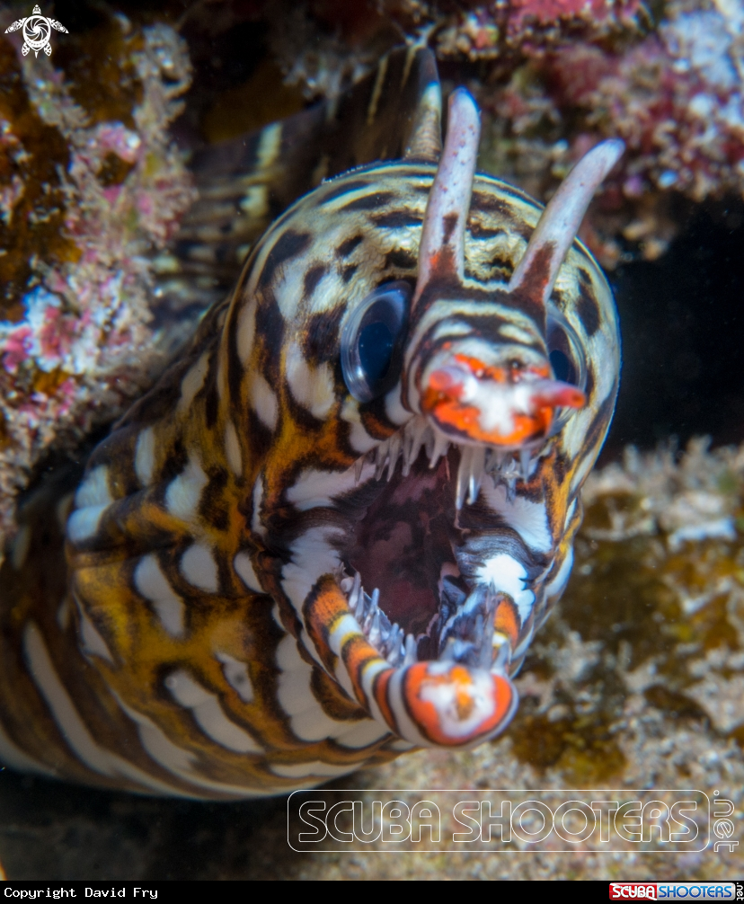 A Dragon Moray