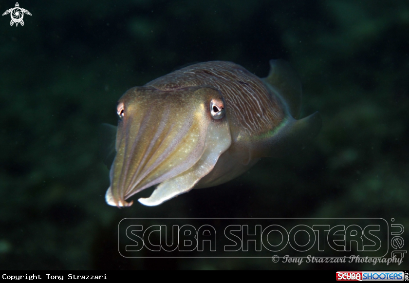 A Mourning Cuttle