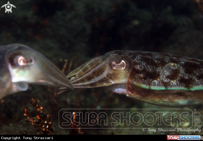 A Mourning Cuttle