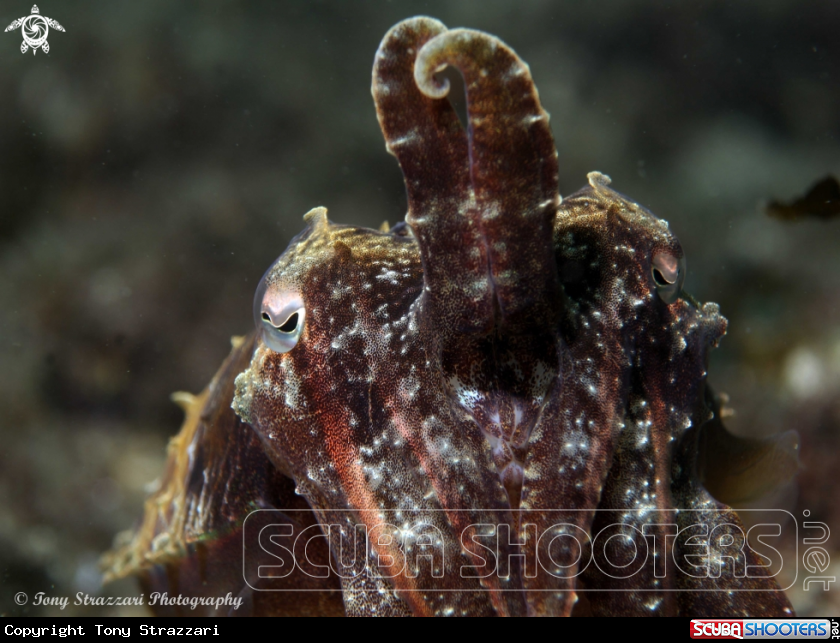 A Mourning cuttle