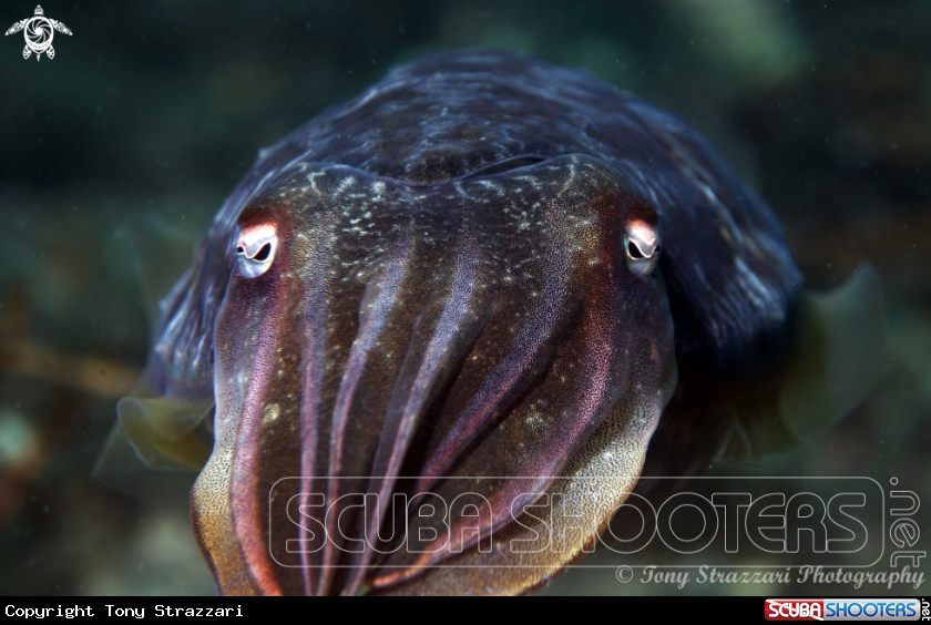 A Mourning cuttle