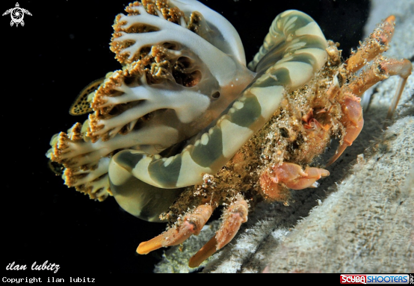 A carry crab