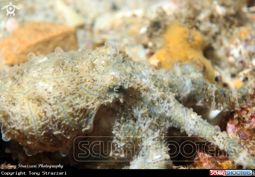 A Blue-lined octopus