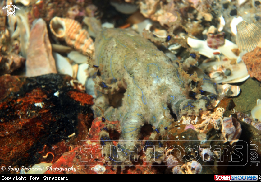 A Blue-lined octopus