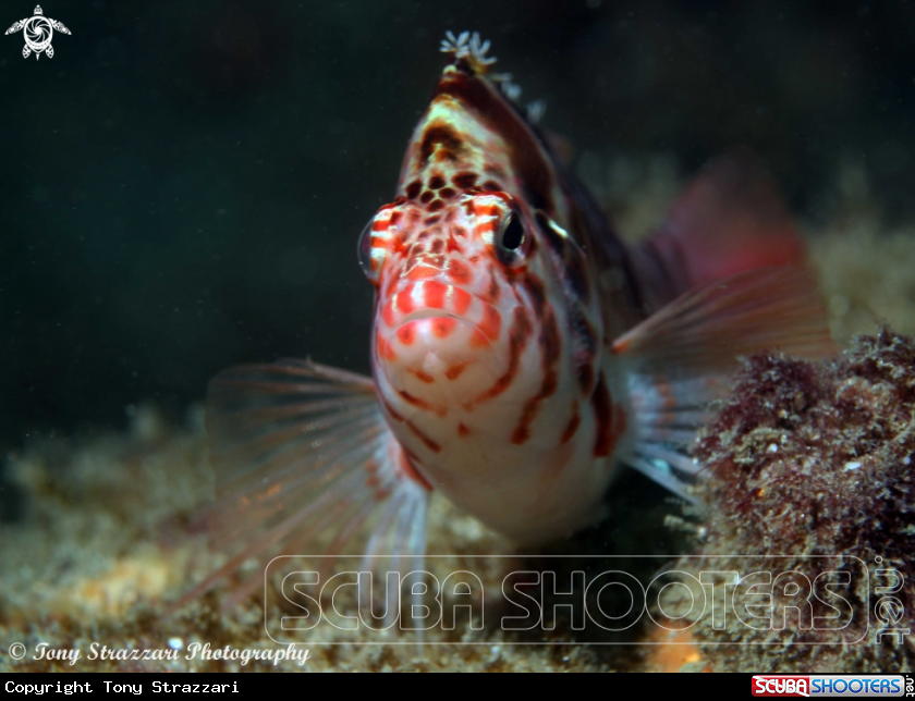 A Blotched Hawkfish