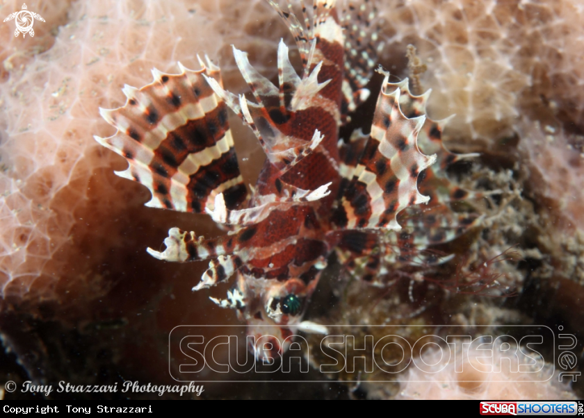 A Pygmy Lionfish