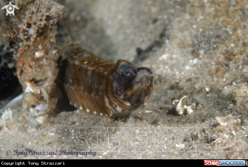 A Tiger pipefish