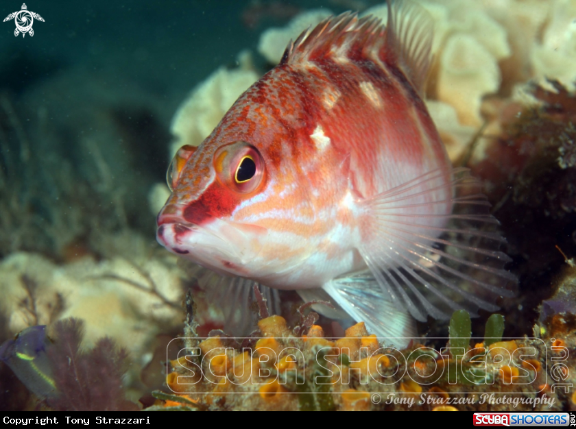 A Half-banded seaperch