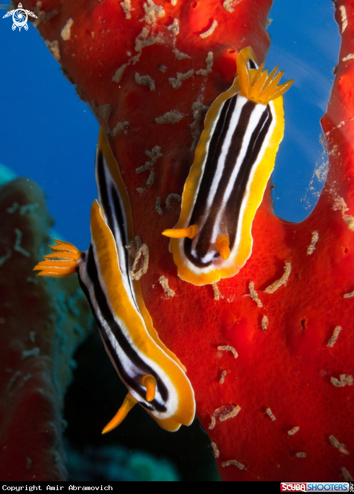 A chromodoris quadricolor