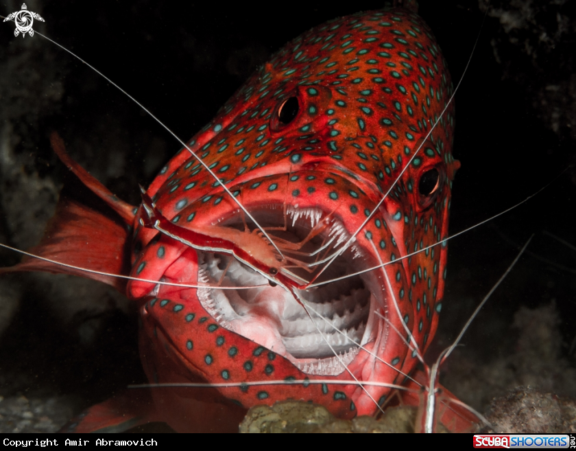 A grouper