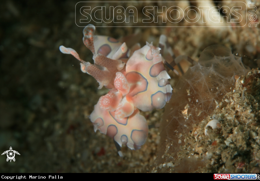 A Harlequin Shrimp