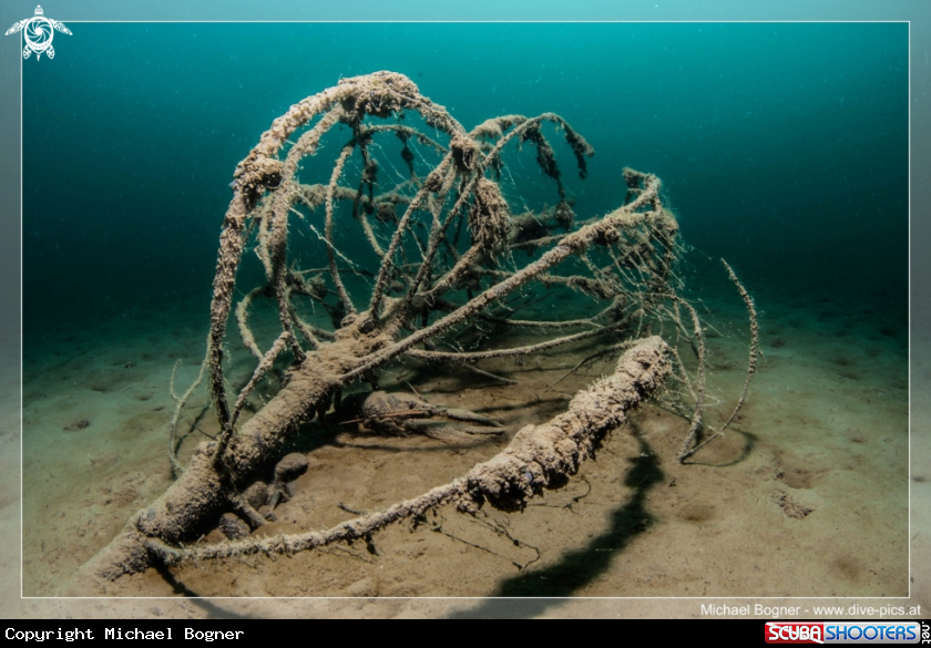 A underwater creature