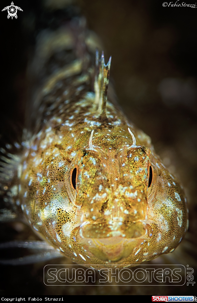 A Trypterigion delaisi