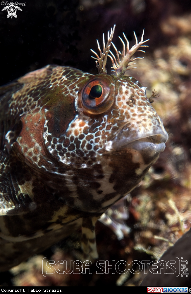 A Parablennius gatorugine