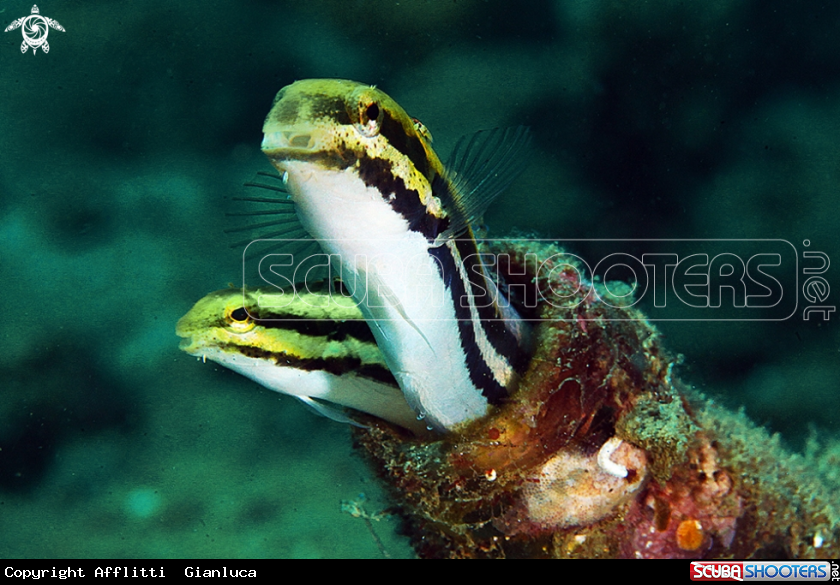 A goby 