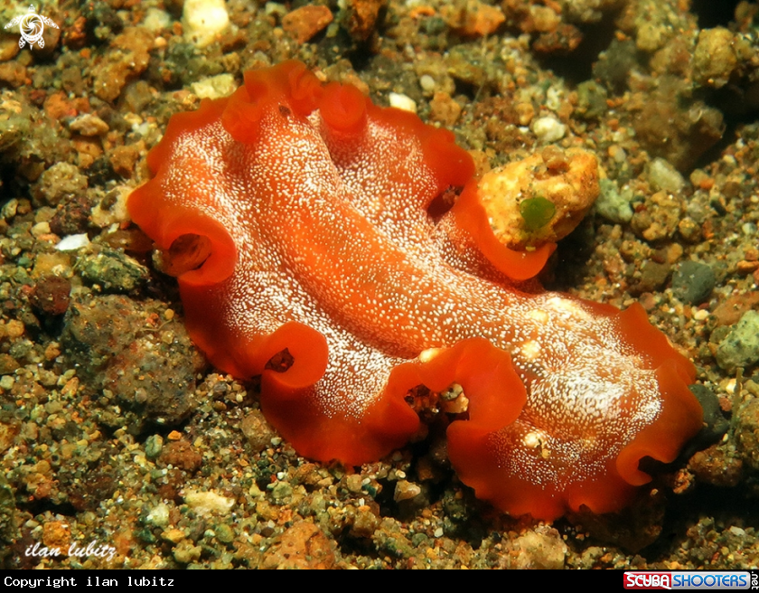 A flatworm