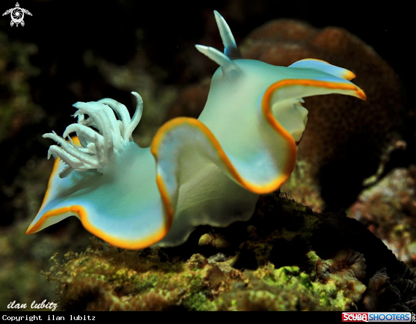 A nudibranch