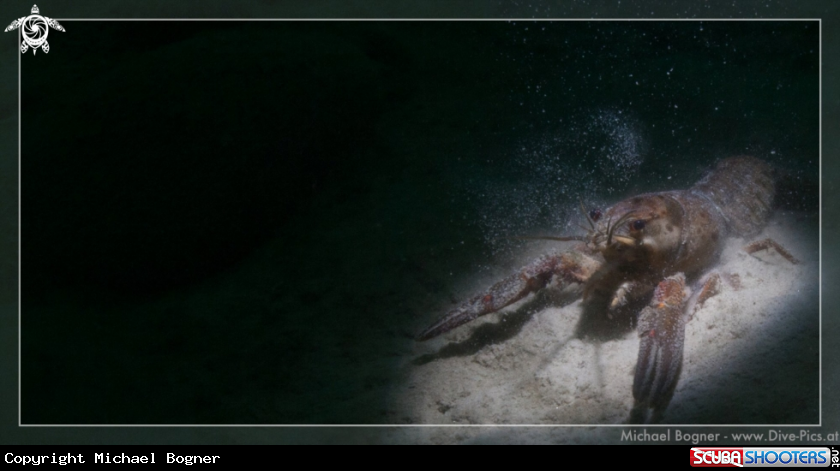 A underwater creature
