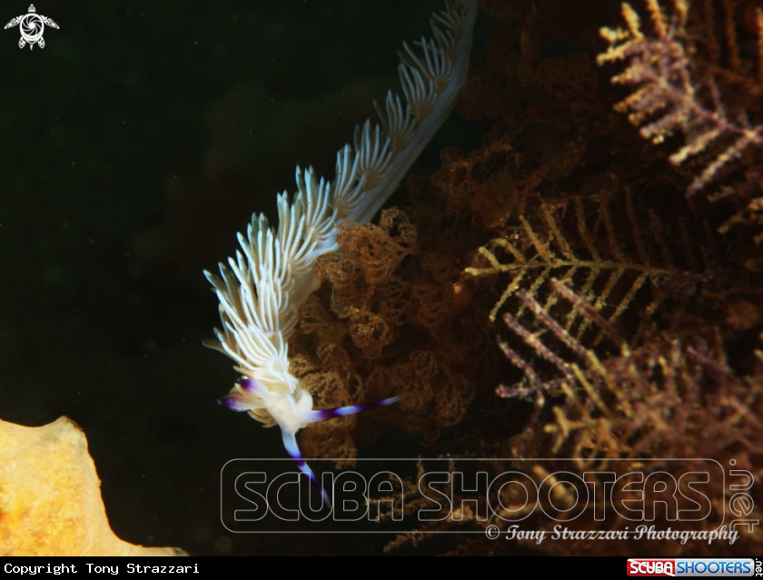 A Blue Dragon -White  Colour Variation