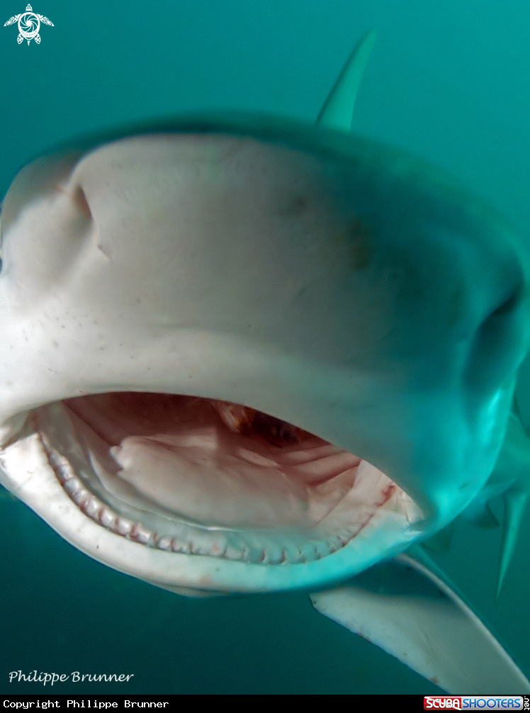 A Dusky shark