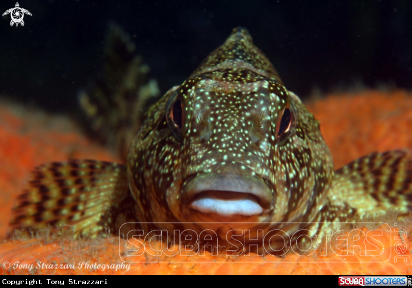 A Kelpfish