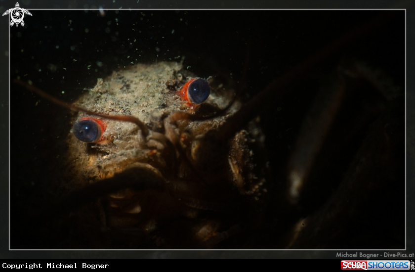 A Crayfish