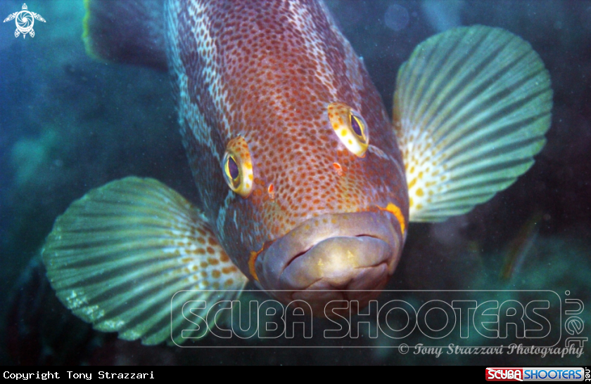 A Maori cod
