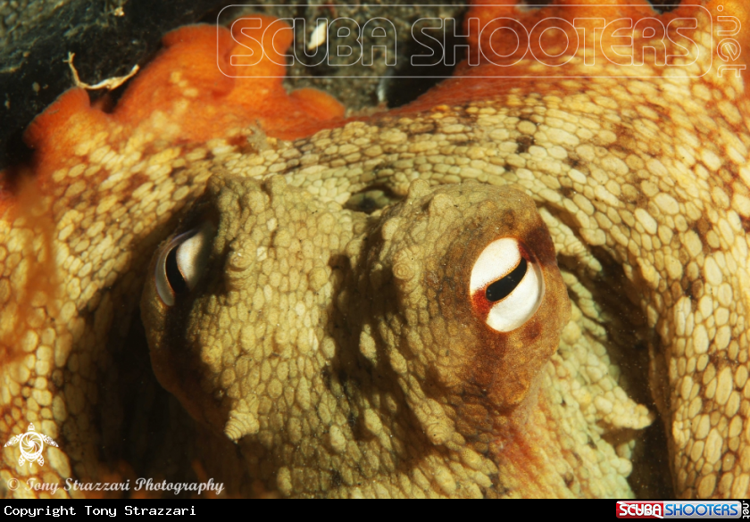 A Common Sydney Octopus