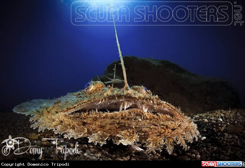 A Lophius piscatorius