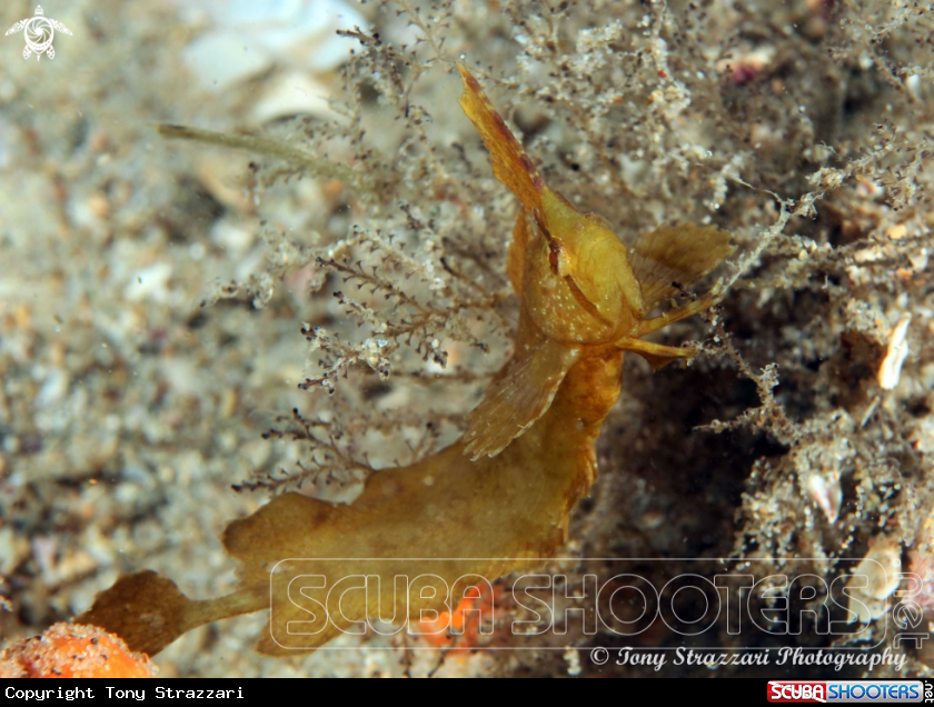 A Yellow Crested Weedfish