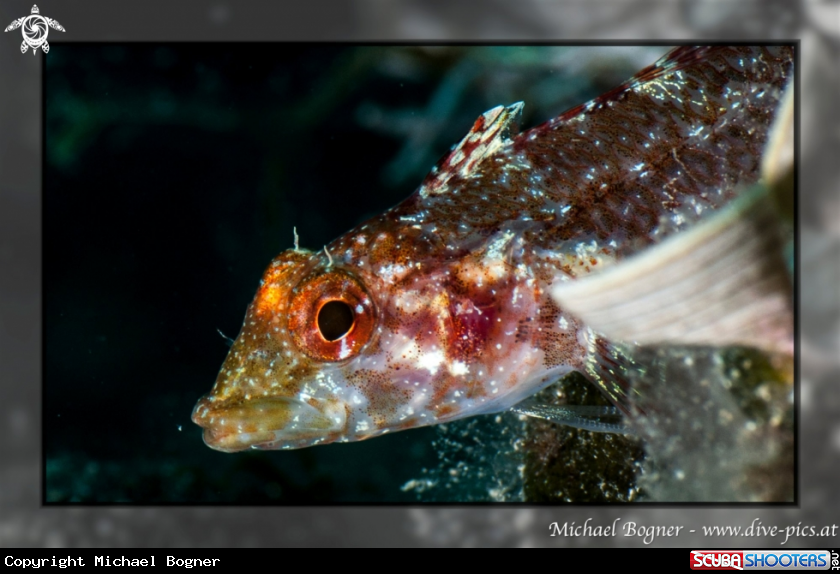 A Goby