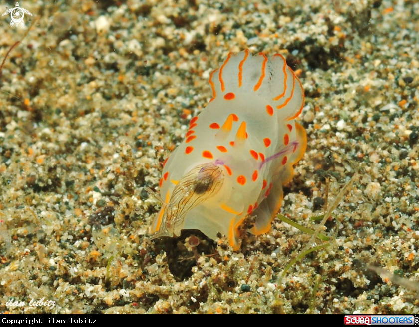 A nudibranch
